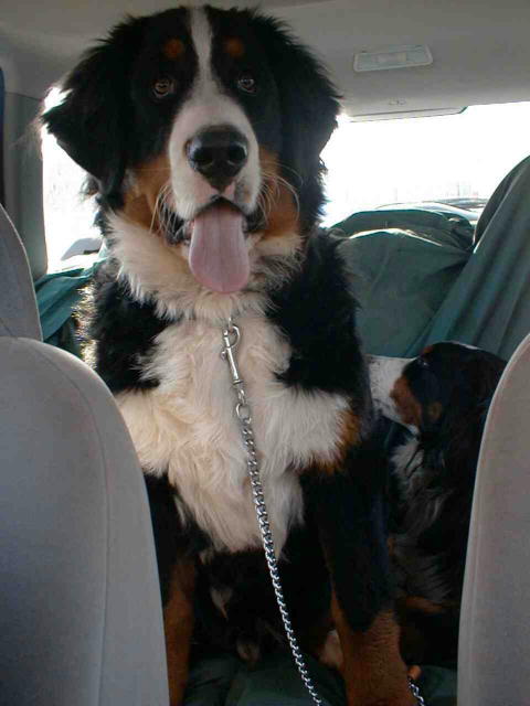 Backseat Bernese!