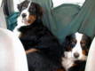 back seat Berners!