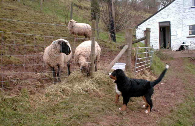 Hoppy the sheep with Bernese puppy Simeon