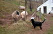 Bernese Mountain Dog puppy meets the sheep.