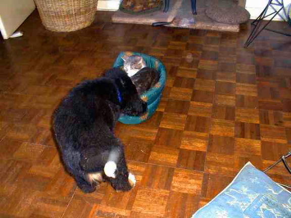 Pip goes for a ride!