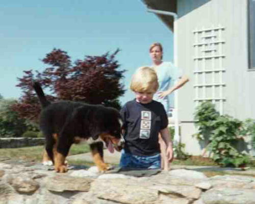 Sabre BMD Pup and Andrew playing