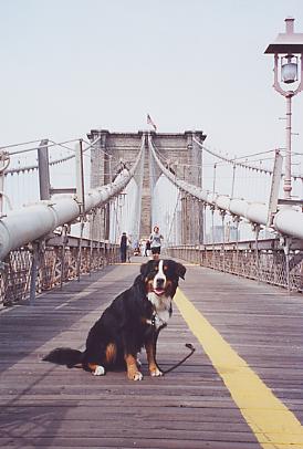 Henry Burgess, Bernese Mountain Dog Puppy