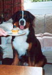Birthday Berner Rupert