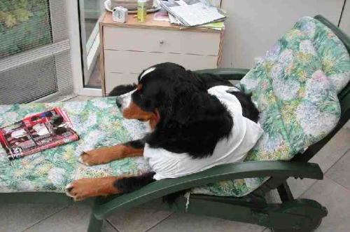 Dingo, BMD, after the op!