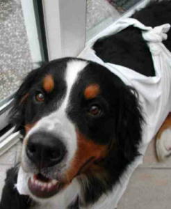 Berner, Dingo, looks cool!