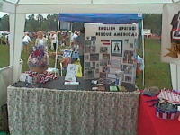 English Springer Rescue America