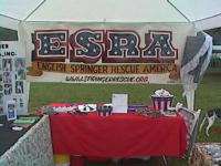 English Springer Rescue America