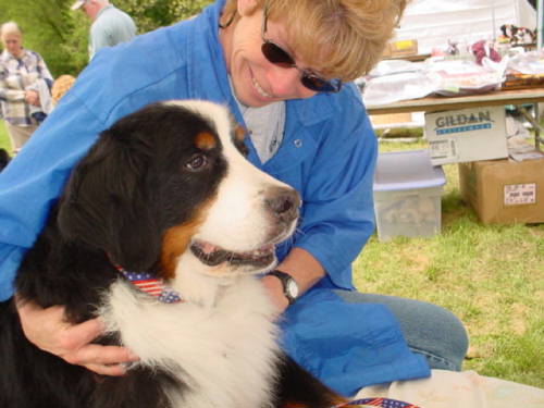 Bernese Mountain Dog, Amy, gets a massage
