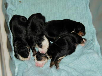Lexie's pups napping