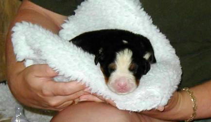 Cutest newborn Berner pup ever