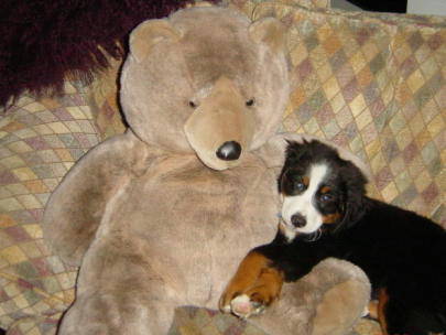 Kobe and his teddy bear