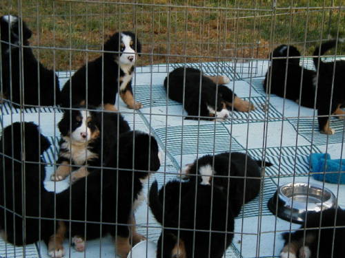 Lots of Lexie's pups