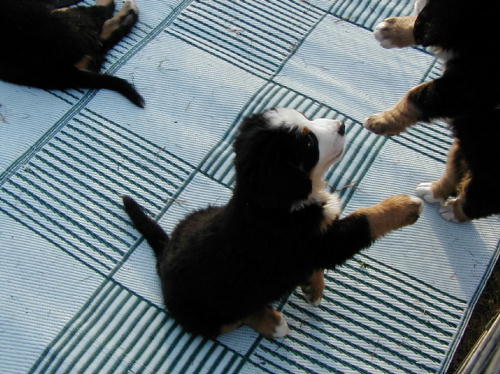 Bernese Pups shake hands!