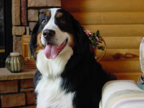 Bernese Mountain Dog, Dharma