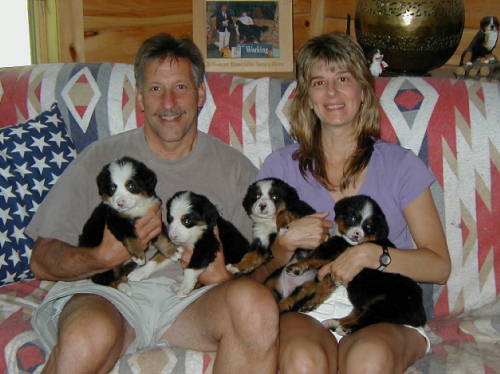 Berner pups OK