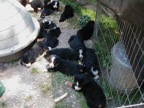 Bener pups awaiting