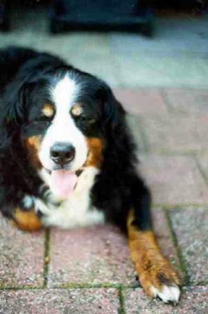 Bernese Mountain Dog, Cheeta