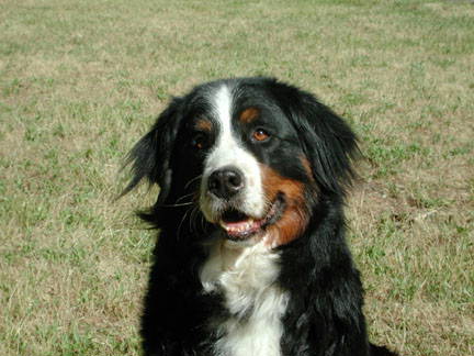 Bernese Mountain Dog Cleo