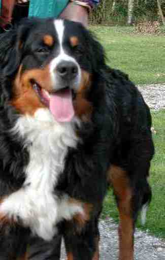Bernese Mountain Dog, Dingo