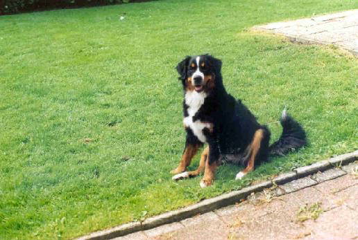 Bernese Dingo at 1 yr.