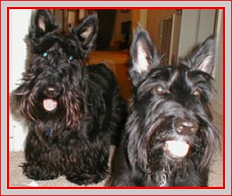 Scottish Terriers Katie and Riley