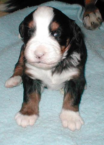 The Real Mr Purple! Bernese Mountain Dog Puppy!