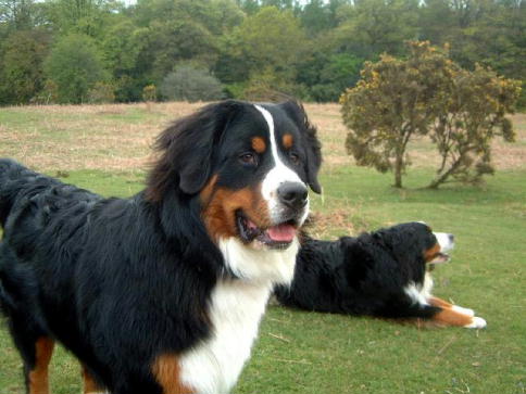 Rupert and Harvo BMD's