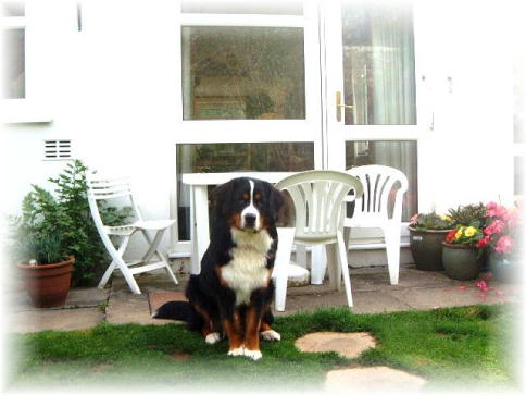 What happened to that little Bernese Puppy?