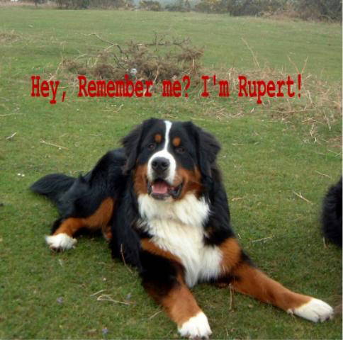 Rupert is now as big as Simmy!