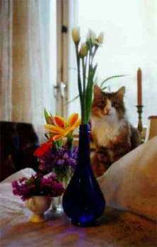 {short description of image}