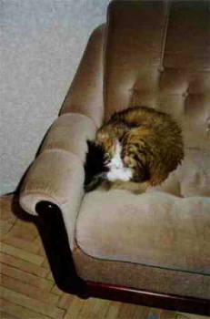 {short description of image}