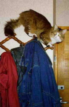 Cat on a Hook