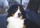 Welcome, Ripley Handsome Berner