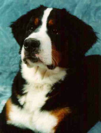 Buddy the Bernese Mountain Dog