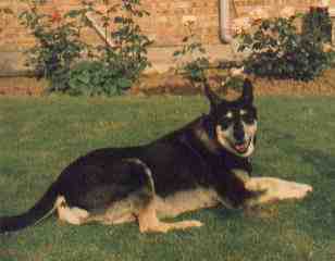 Meg, German Shepherd Dog