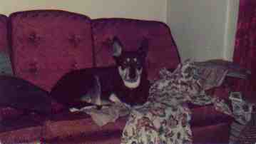 German Shepherd Dog is Innocent.