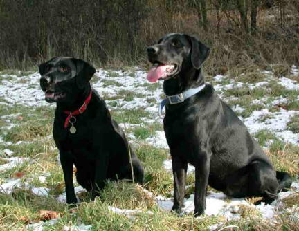 Black labradors Milly and Monty