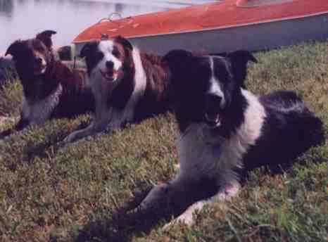 Border Collies, Tesa, Kate and Rocky!