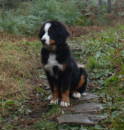 Yogi, BMD Puppy