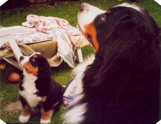 Rupert, MBD puppy and Harvo.