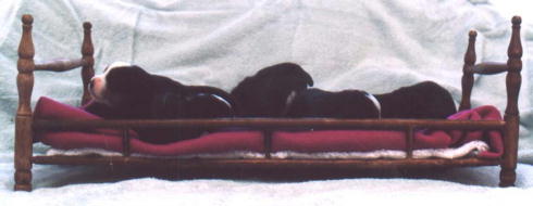 5 Berner Pups in a Bed!