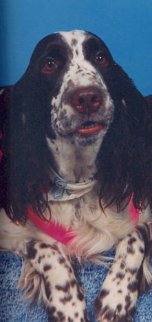 {short description of image}