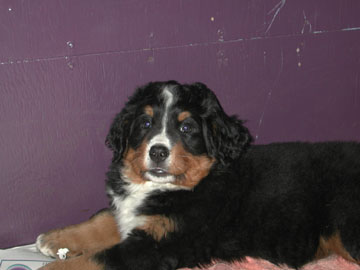 BMD puppy, Biggles