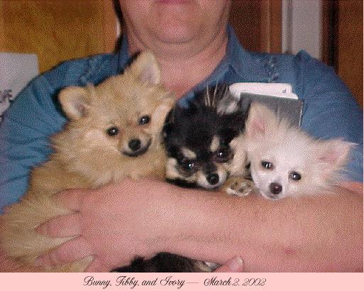 Bunny, Tibby and Ivory