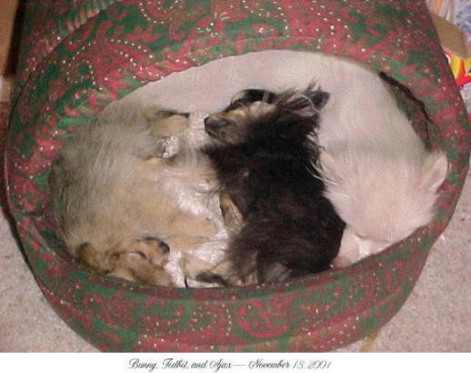 Bunny, Tidbit and Ajax