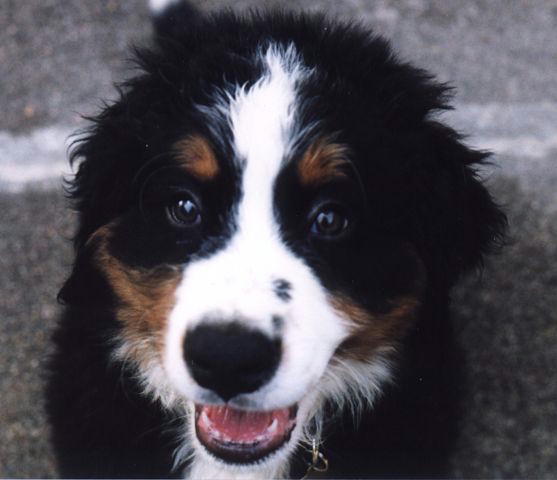 Everest, Berner puppy