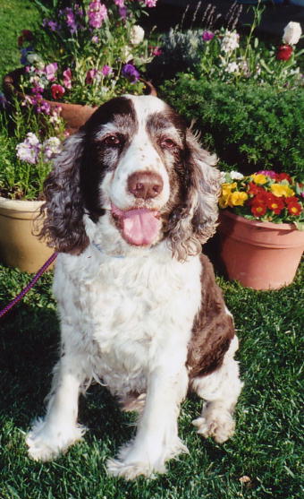 Springer Spaniel Freckles