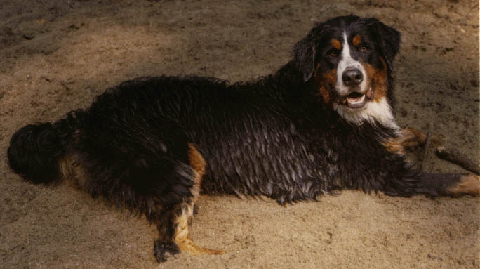 Hannibal, Bernese Mountain Dog