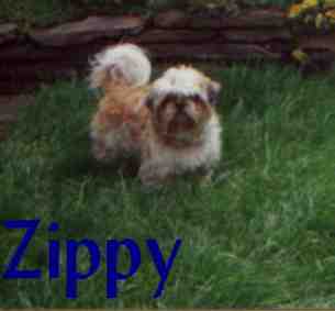 zippy6